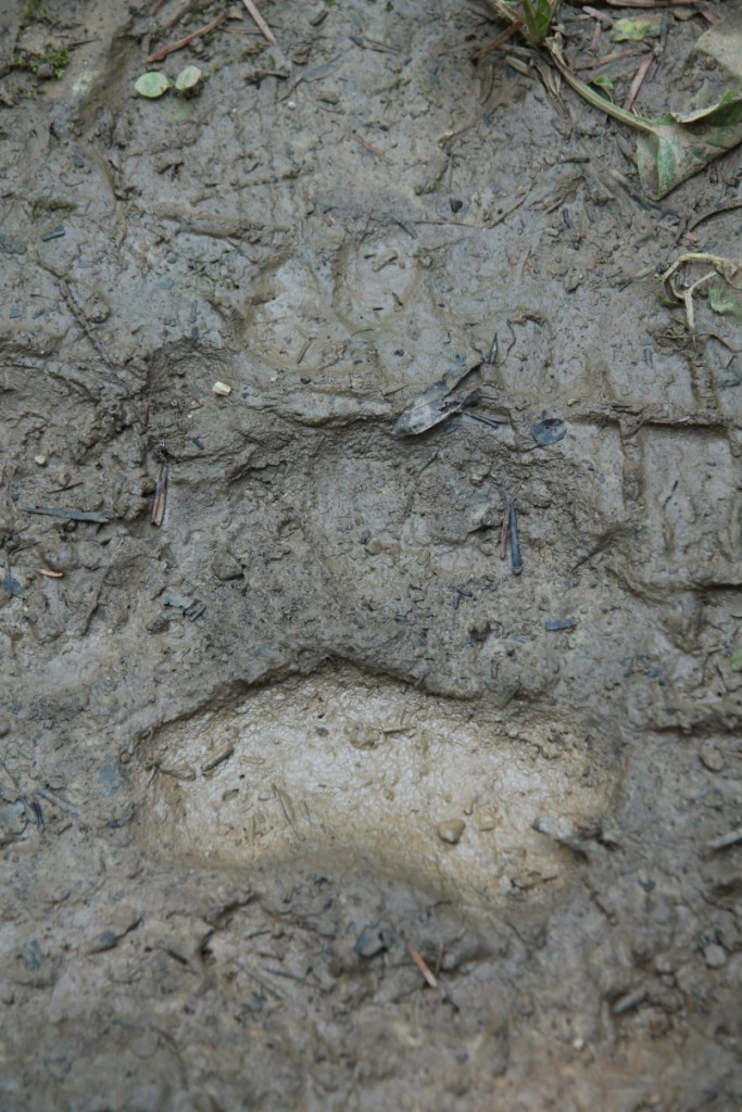 Bear paw in the mud.