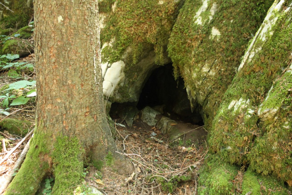 A used den. We found traces of sleeping spots nearby. 