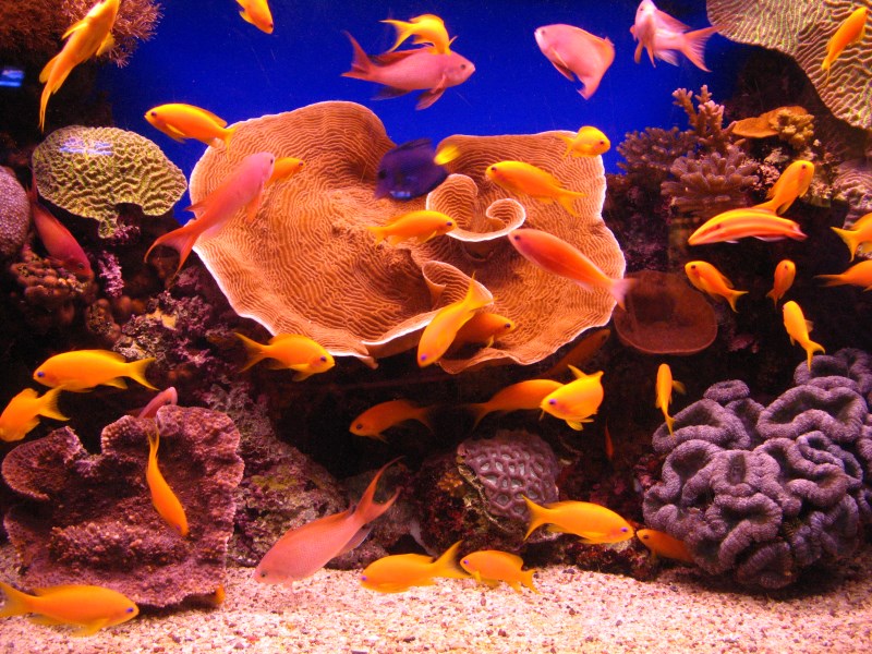 Aquarium with local fish.
