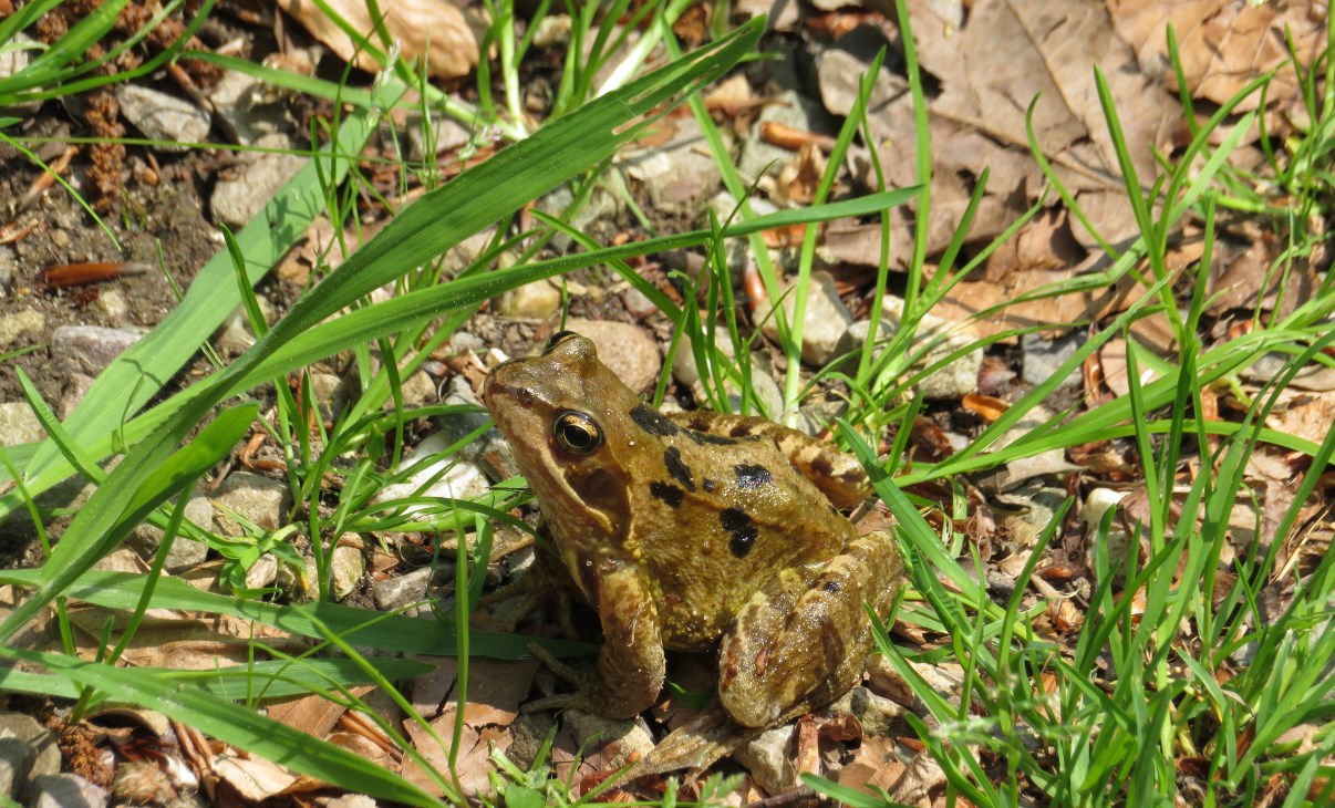 This common frog greeted us when we arrived at the Veluwezoom visitors centre.