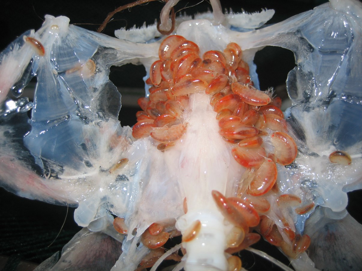 Amphipods simply ate the whole fish...