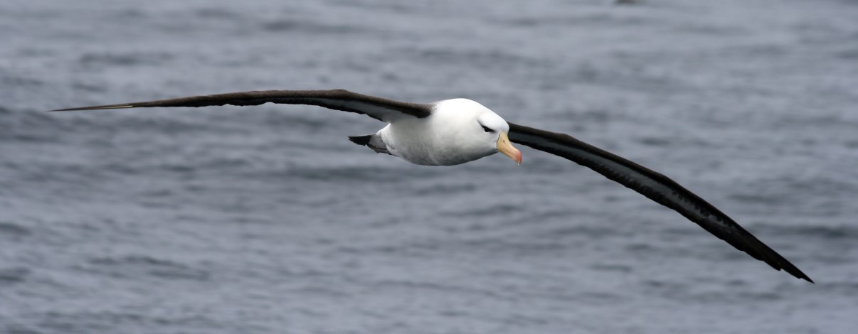 Black-Browed Albatross.