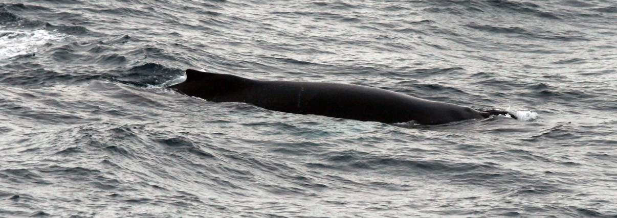 Minke whale.