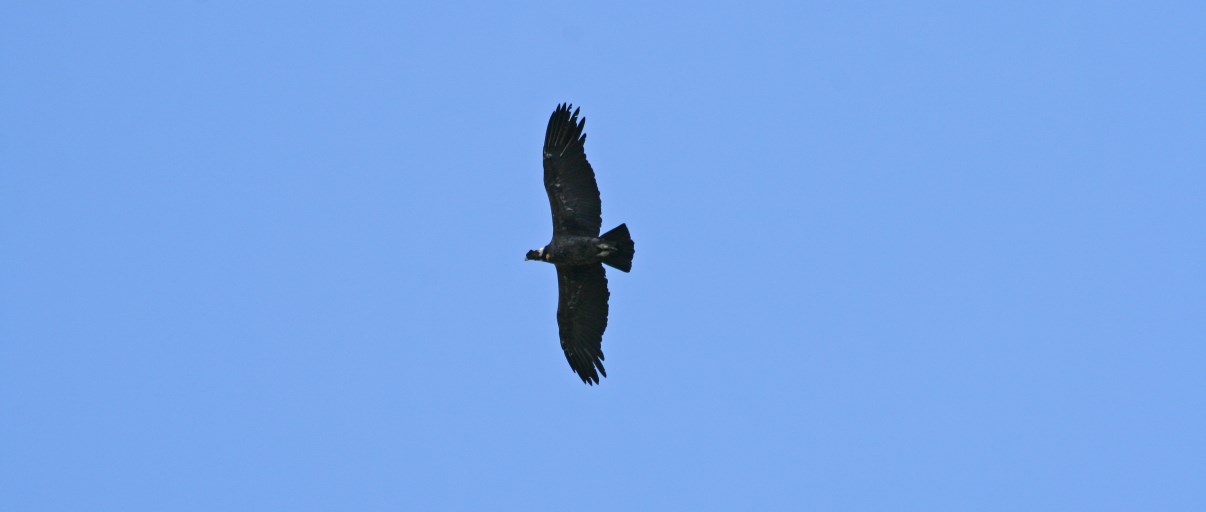 The majestic Andean Condor.