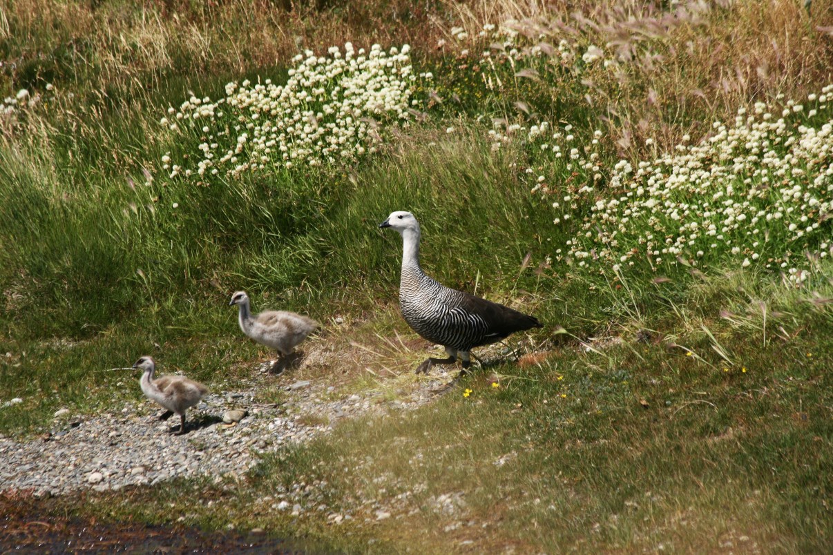 Magellan Goose with chicks.