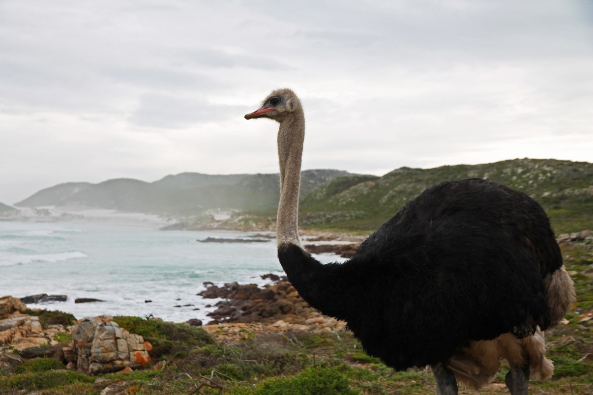Ostrich by the sea: not a common sight!
