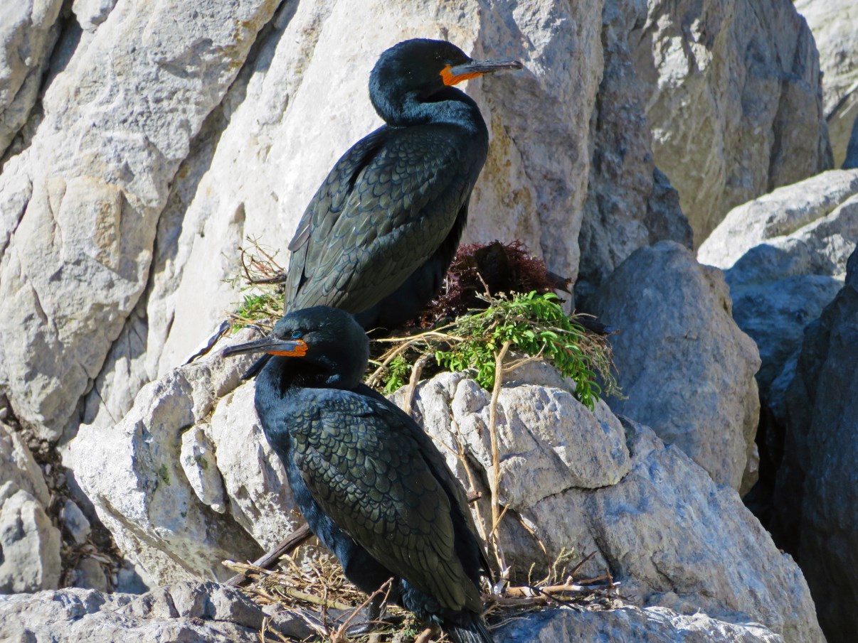 Cape Cormorants @ Betty's Bay.