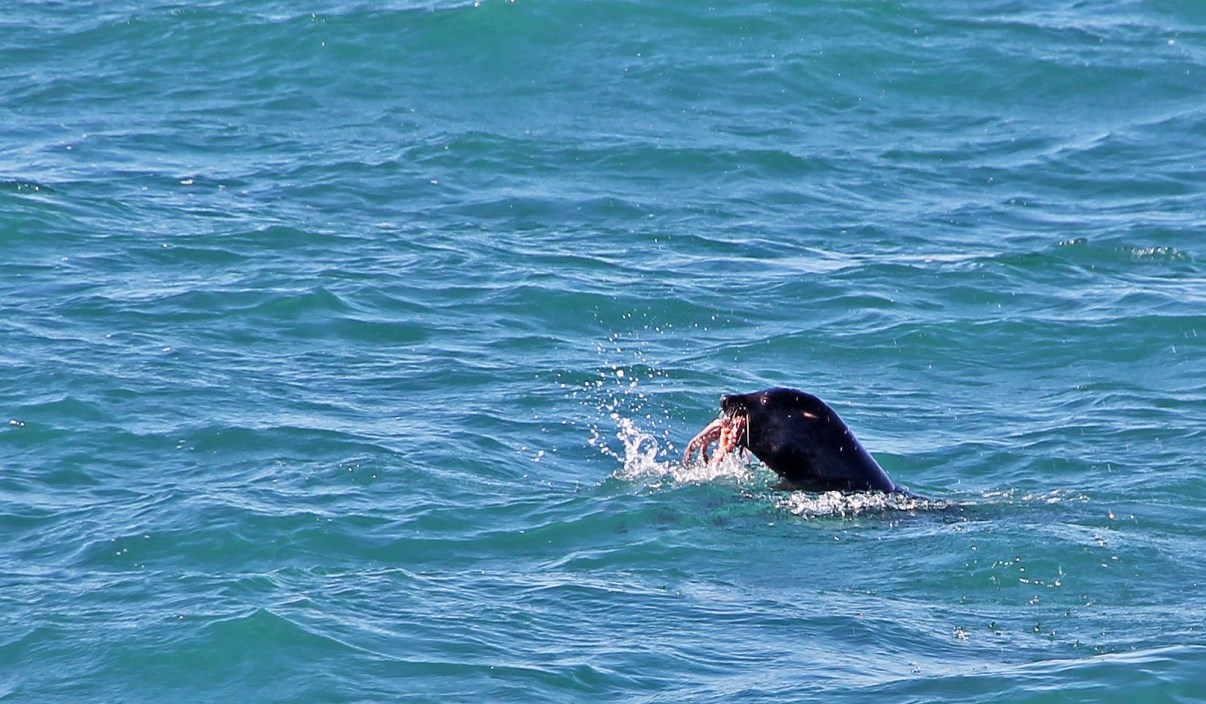 A fur seal eating squid.