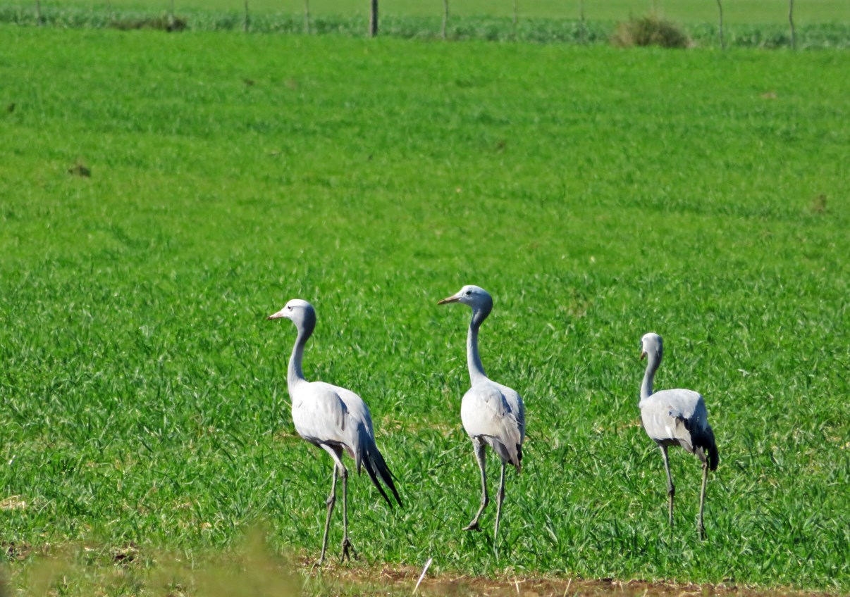 Three blue cranes in the fields near De Hoop.