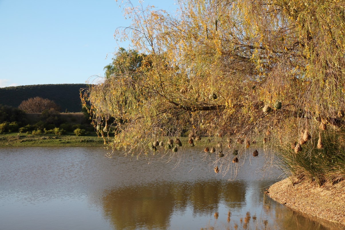 Weaver bird tree in the pond.