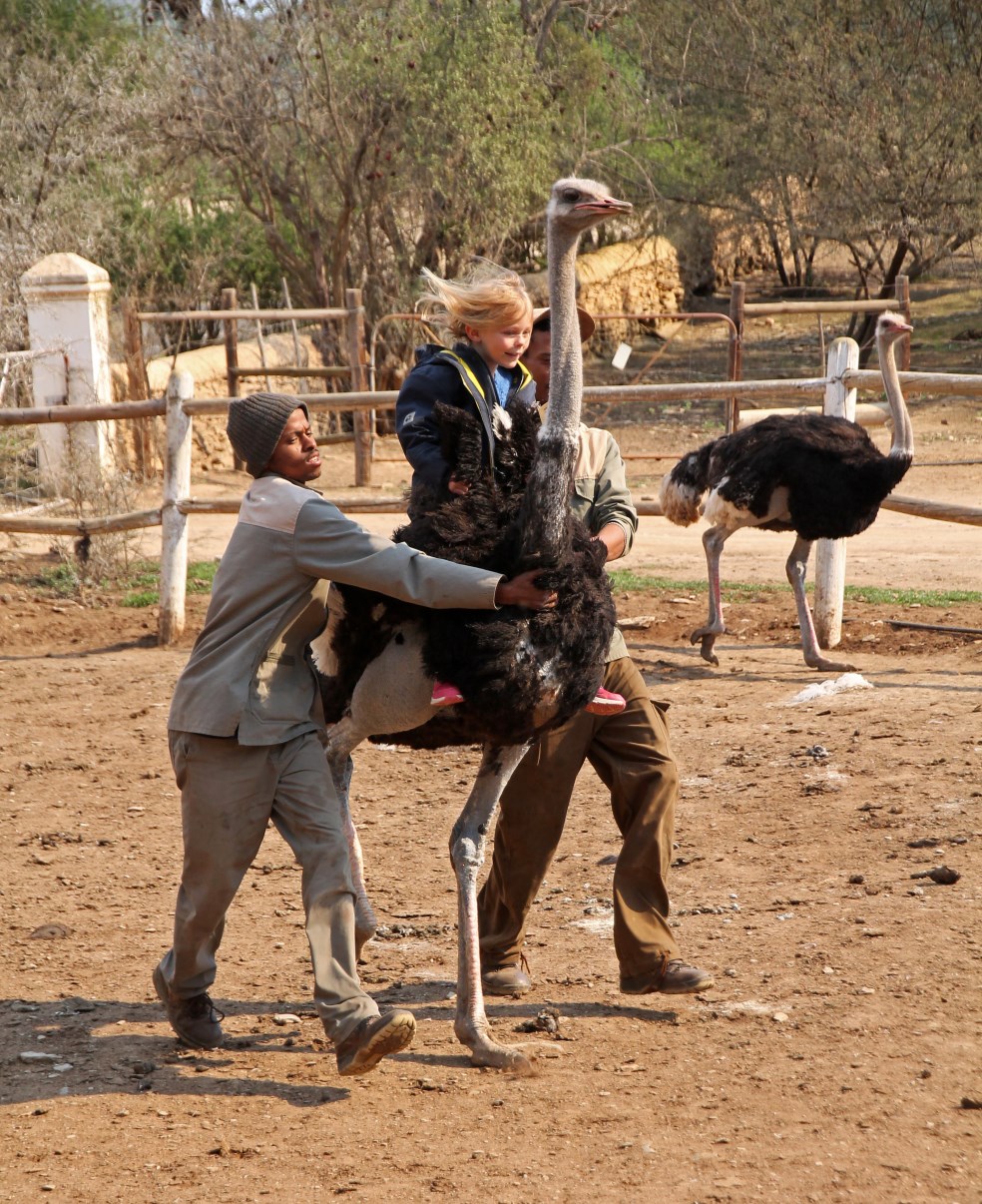 Riding an ostrich, a once-in-a-lifetime sport.
