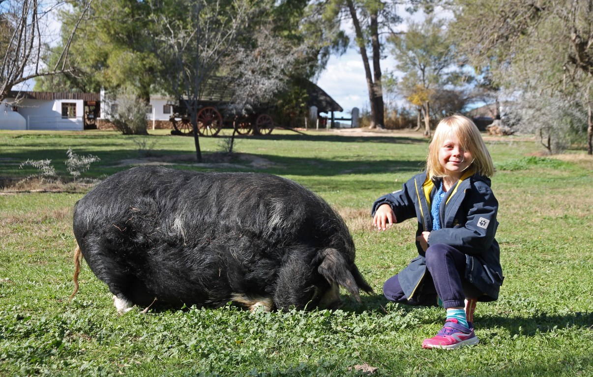 Febe and Chandelier's farm pig.