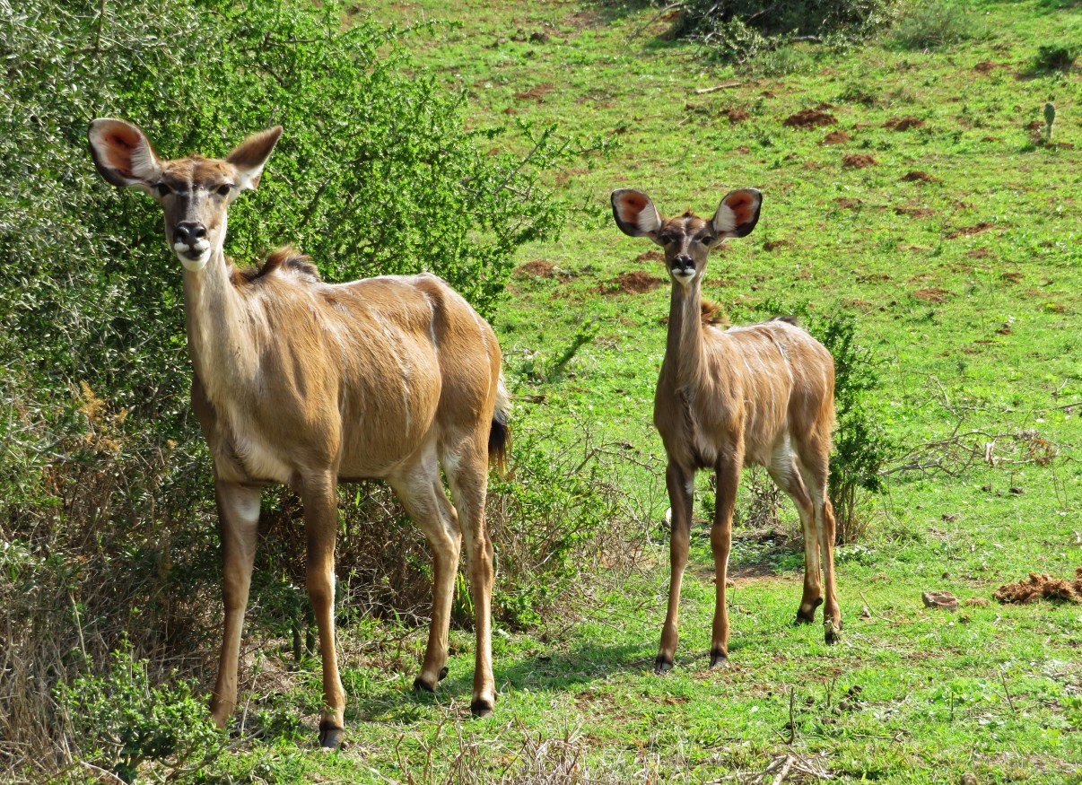 Female kudu and her calf.