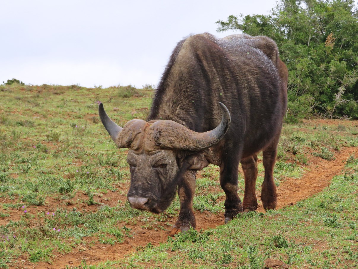 A grumpy buffalo.