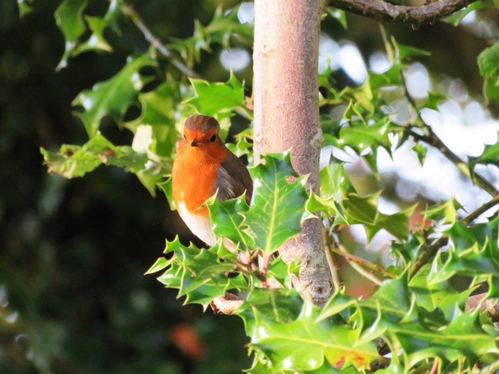 This Red Robin kept us company at the Devil's Pulpit.