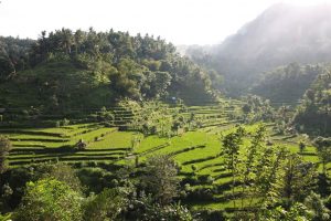 Rice And Subak – Bali’s World Heritage – Our World Heritage