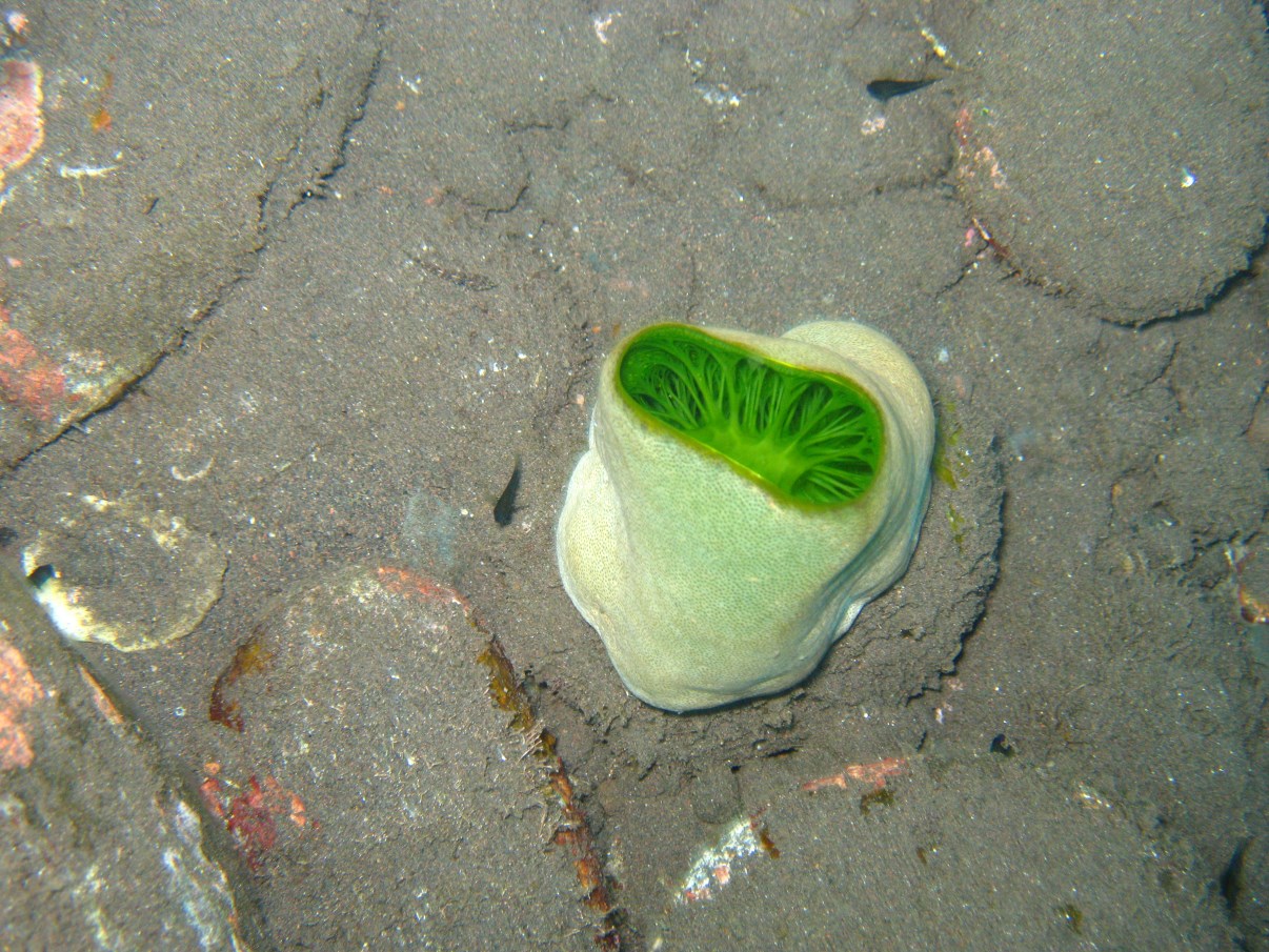 A beautiful green ascidian.