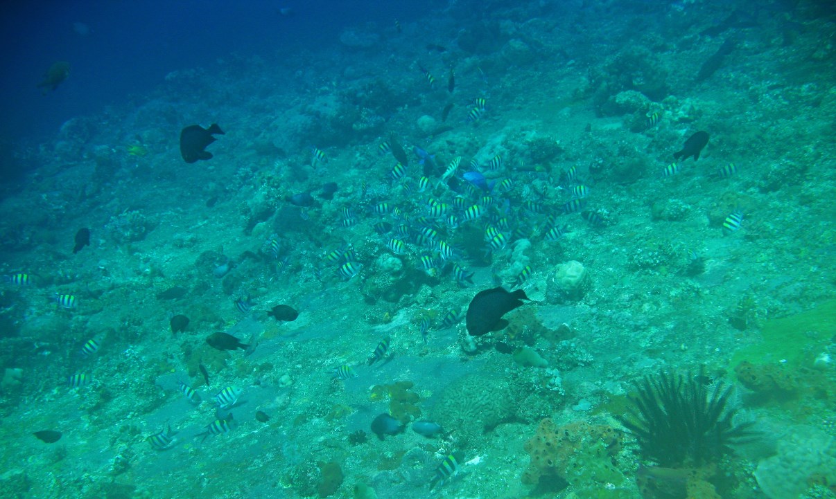 A gathering of fish near the wreck.