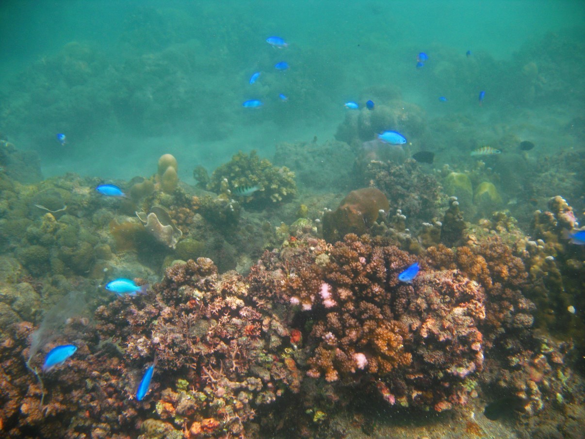 Our first snorkeling attempt, off the beach near our hotel. Visibility was not so good...