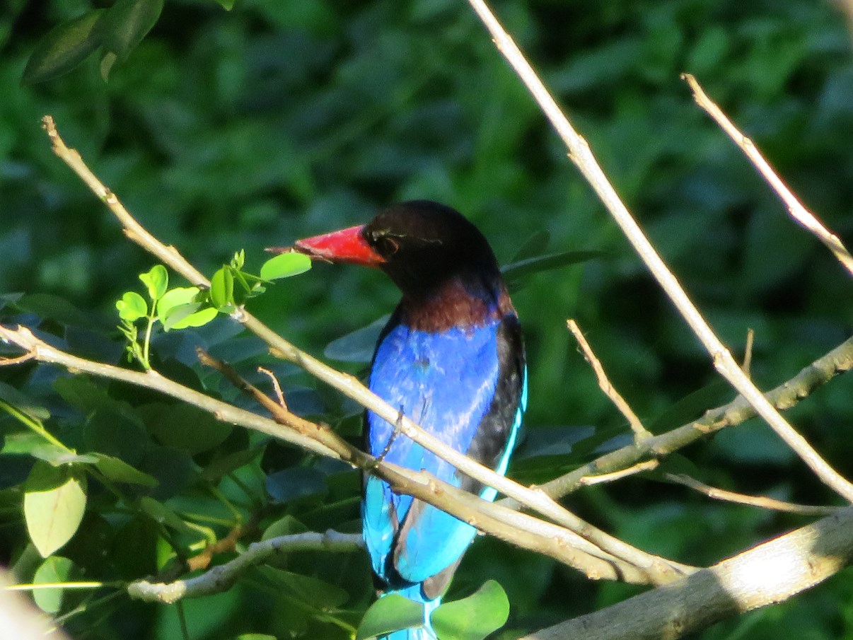 We spotted this Javan Kingfisher (Halcyon cyanoventris) just outside our hotel in Ubud on our last morning in Bali.