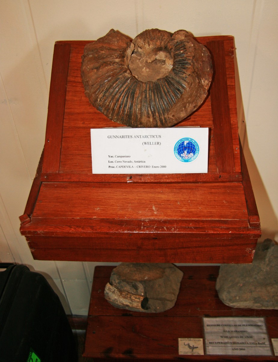 In the local museum. Antarctic fossils!