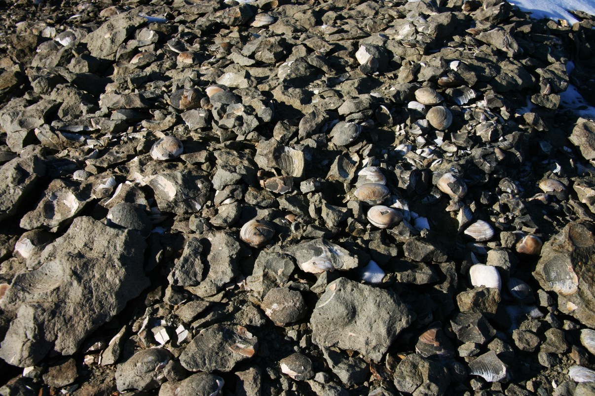 There were thousands of fossilized shells.