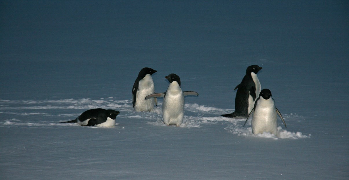 This group of Adelie Penguins greeted me after a night of hard work in the lab.