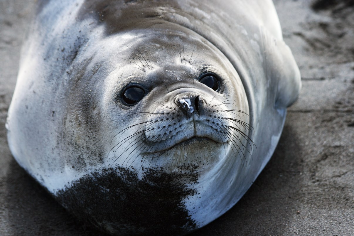 Close-up of a young elephant seal's face.
