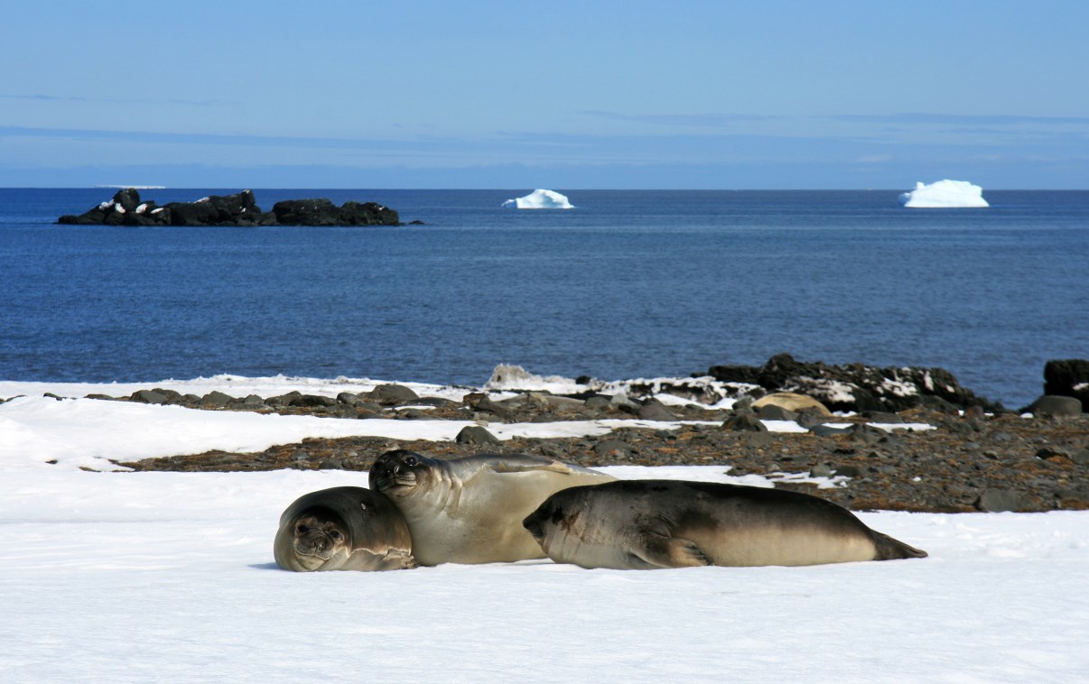A group of young elephant seals along the road.