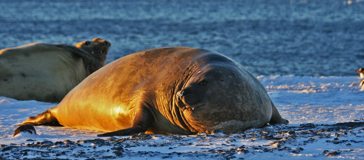 Big female elephant seal.