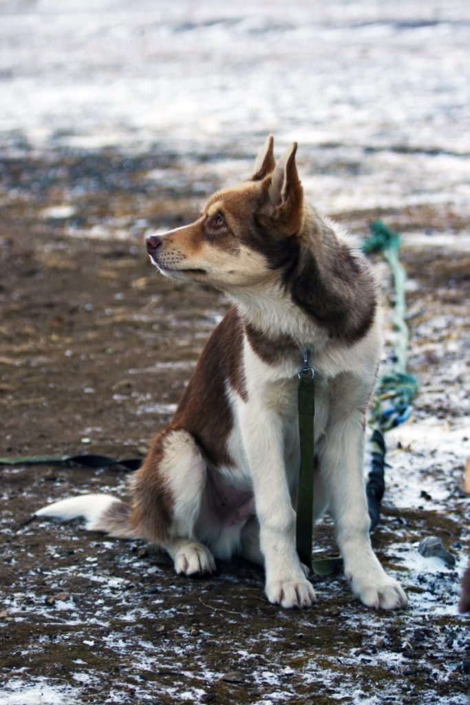 One of the many Huskeys in the village.