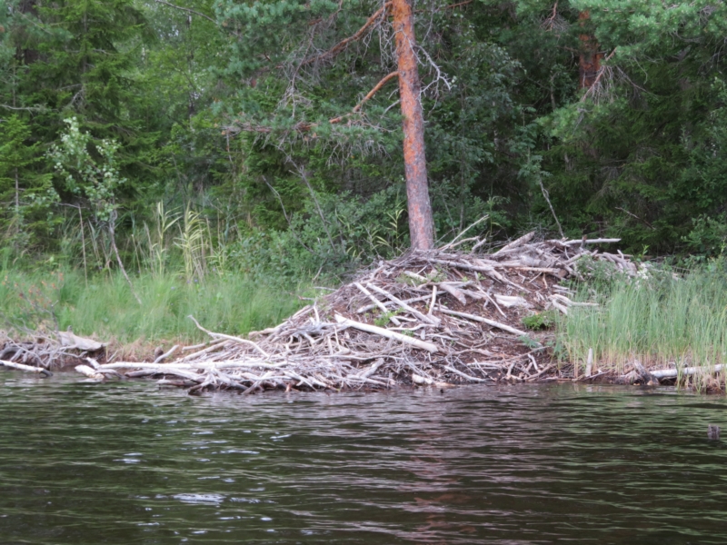 One of many beaver dams.