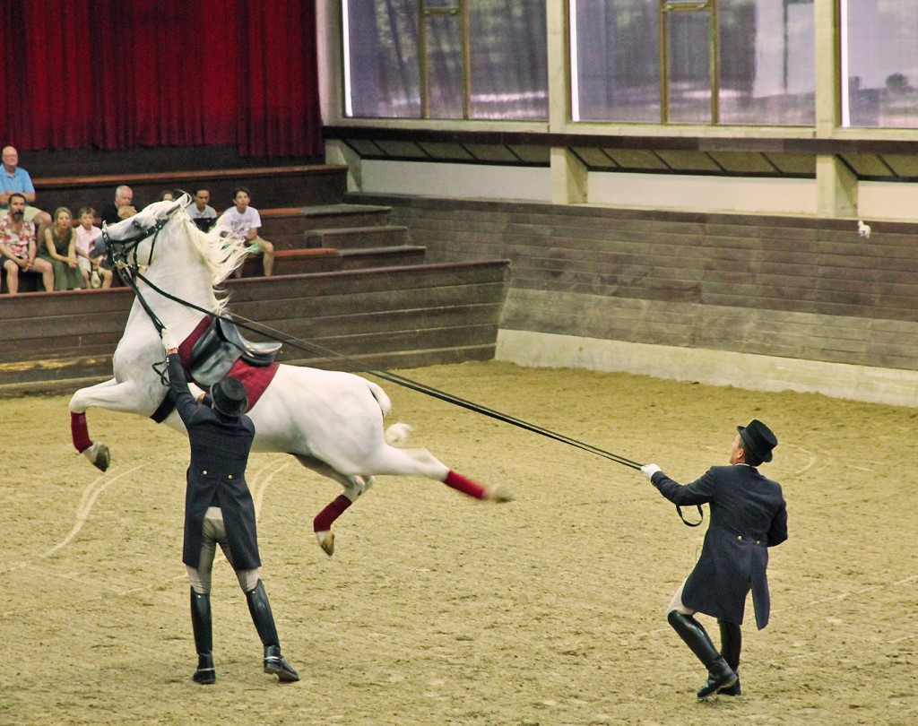 Where Lipizzaners come from… – Our world heritage