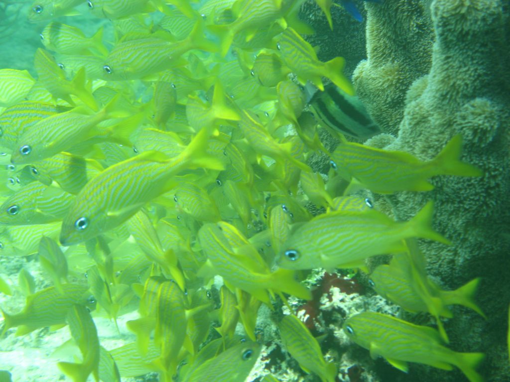 Snorkeling in the Dominican Republic – Our world heritage